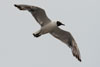 1cy Black-headed Gull in July. (85237 bytes)
