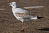 1cy Black-headed Gull in July. (85237 bytes)