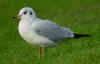 1cy Black-headed Gull in July. (85237 bytes)