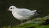 1cy Black-headed Gull in July. (85237 bytes)