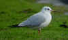 1cy Black-headed Gull in July. (85237 bytes)