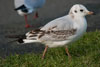 1cy Black-headed Gull in July. (85237 bytes)