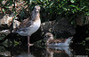 1cy Black-headed Gull in July. (85237 bytes)