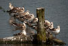 1cy Black-headed Gull in July. (85237 bytes)