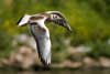 1cy Black-headed Gull in July. (85237 bytes)