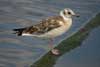1cy Black-headed Gull in July. (85237 bytes)