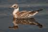 1cy Black-headed Gull in July. (85237 bytes)
