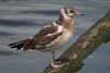 1cy Black-headed Gull in July. (85237 bytes)