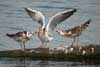 1cy Black-headed Gull in July. (85237 bytes)