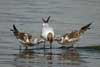 1cy Black-headed Gull in July. (85237 bytes)