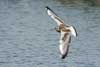 1cy Black-headed Gull in July. (85237 bytes)