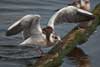 1cy Black-headed Gull in July. (85237 bytes)