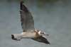 1cy Black-headed Gull in July. (85237 bytes)