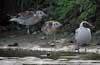1cy Black-headed Gull in July. (85237 bytes)