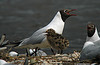 1cy Black-headed Gull in July. (85237 bytes)