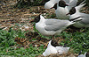 1cy Black-headed Gull in July. (85237 bytes)