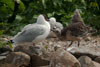 1cy Black-headed Gull in July. (85237 bytes)