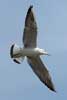 1cy Black-headed Gull in July. (85237 bytes)