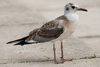 1cy Black-headed Gull in July. (85237 bytes)