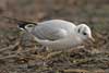 1cy Black-headed Gull in July. (85237 bytes)