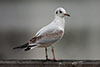 1cy Black-headed Gull in July. (85237 bytes)