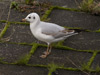 1cy Black-headed Gull in July. (85237 bytes)