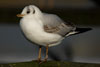 1cy Black-headed Gull in July. (85237 bytes)