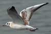 1cy Black-headed Gull in July. (85237 bytes)