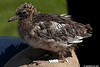 1cy Black-headed Gull in July. (85237 bytes)
