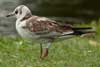 1cy Black-headed Gull in July. (85237 bytes)