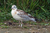 1cy Black-headed Gull in July. (85237 bytes)