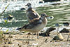 1cy Black-headed Gull in July. (85237 bytes)