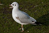 1cy Black-headed Gull in July. (85237 bytes)