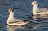 1cy Black-headed Gull in July. (85237 bytes)