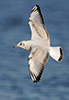 1cy Black-headed Gull in July. (85237 bytes)