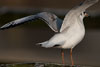 1cy Black-headed Gull in July. (85237 bytes)