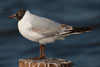 1cy Black-headed Gull in July. (85237 bytes)