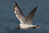 1cy Black-headed Gull in July. (85237 bytes)