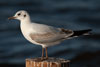 1cy Black-headed Gull in July. (85237 bytes)