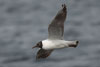 1cy Black-headed Gull in July. (85237 bytes)