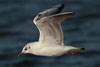 1cy Black-headed Gull in July. (85237 bytes)