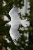 1cy Black-headed Gull in July. (85237 bytes)