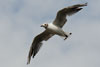 1cy Black-headed Gull in July. (85237 bytes)