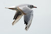 1cy Black-headed Gull in July. (85237 bytes)