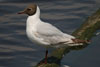 1cy Black-headed Gull in July. (85237 bytes)