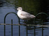 1cy Black-headed Gull in July. (85237 bytes)
