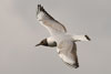 1cy Black-headed Gull in July. (85237 bytes)