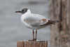 1cy Black-headed Gull in July. (85237 bytes)