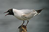 1cy Black-headed Gull in July. (85237 bytes)