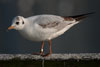 1cy Black-headed Gull in July. (85237 bytes)